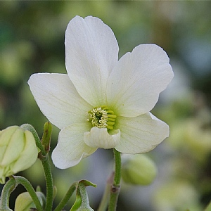 Clematis 'Avalanche'