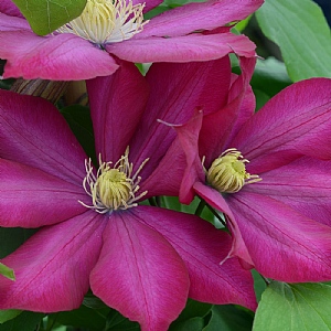 Clematis 'Bourbon'