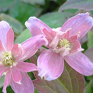 Clematis montana 'Broughton Star'