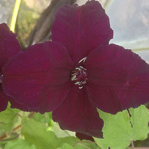 Clematis viticella 'Dark Eyes'
