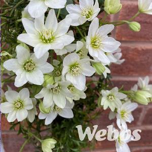 Clematis x cartmanii 'Early Sensation'