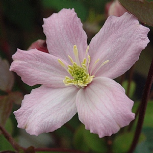 Clematis montana 'Elizabeth'