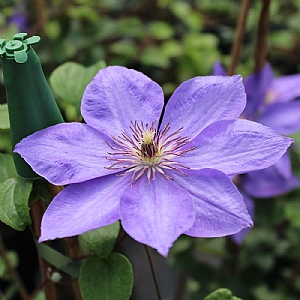 Clematis 'Elsa Spath'