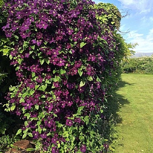 Clematis viticella 'Etoile Violette'