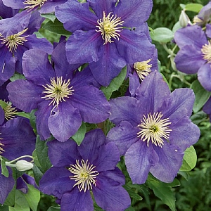 Clematis 'General Sikorski'