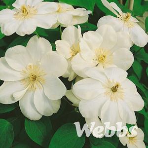 Clematis 'Guernsey Cream'