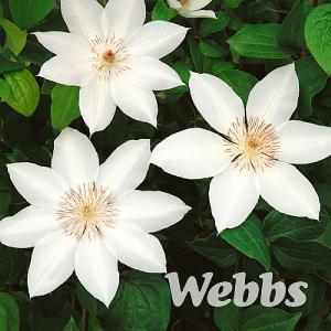 Clematis henryi