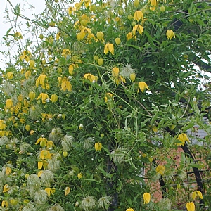 Clematis tangutica 'Lambton Park'