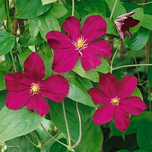 Clematis 'Madame Edouard Andre'