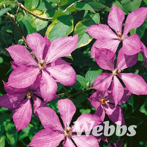 Clematis 'Margaret Hunt'