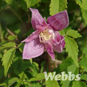 Clematis macropetala 'Markham's Pink'