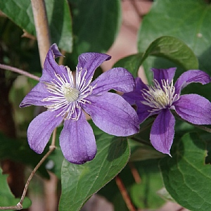 Clematis 'Arabella'