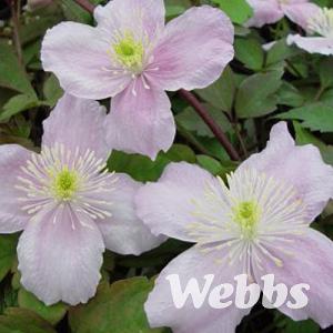 Clematis montana 'Mayleen'