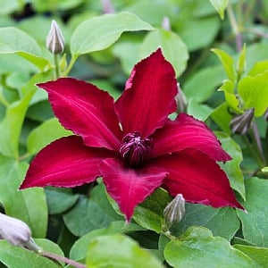 Clematis 'Nubia'