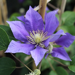 Clematis 'Olympia'