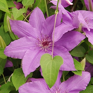 Clematis 'Parisienne'