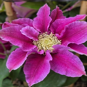 Clematis 'Queen's Nurse'