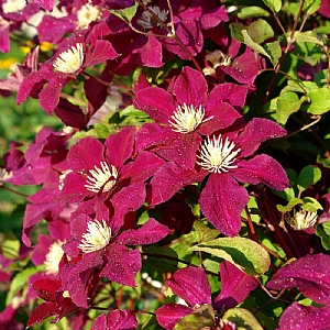 Clematis 'Rouge Cardinal'