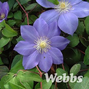 Clematis 'Mrs Petraux'