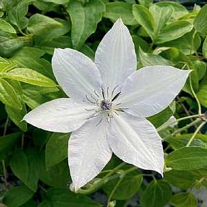 Clematis 'Tsukiko'