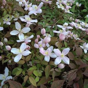 Clematis montana 'Odorata'