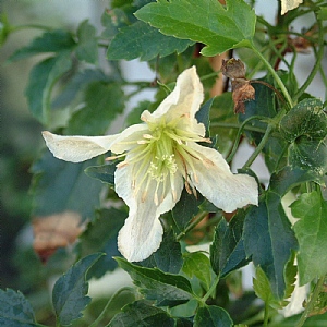 Clematis cirrhosa 'Ourika Valley'