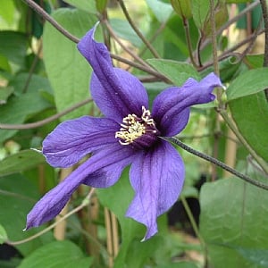 Clematis 'Petit Faucon'
