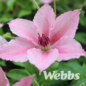 Clematis 'Pink Fantasy'