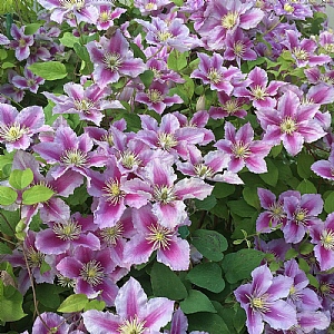 Clematis 'Piilu'