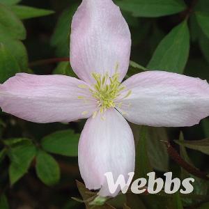 Clematis montana 'Pink Perfection'