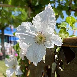 Clematis 'Prince George'