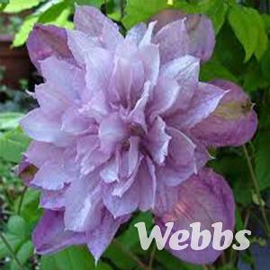 Clematis 'Proteus'