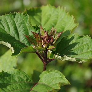 Clerodendrum bungei