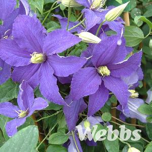 Clematis 'Rhapsody'
