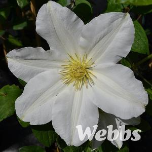 Clematis 'Royal Wedding'