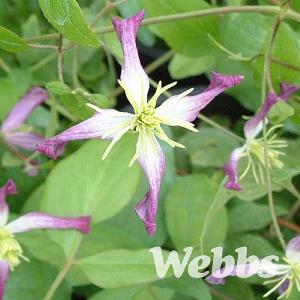 Clematis triternata 'Rubromarginata'
