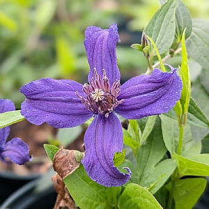 Clematis integrifolia 'Saphyra Violetta'