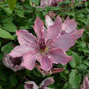 Clematis 'Sarah Elizabeth'