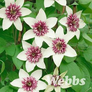 Clematis florida 'Sieboldii'