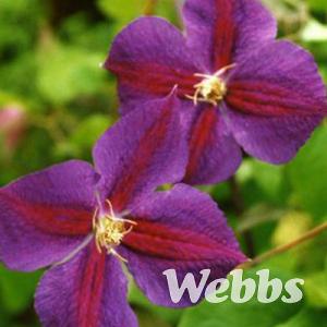 Clematis 'Star of India'