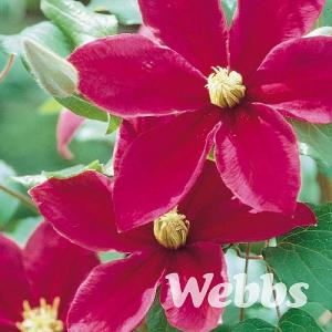 Clematis 'Sunset'