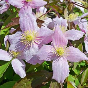 Clematis montana rubens 'Superba'