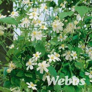 Clematis x fargesioides 'Summer Snow'