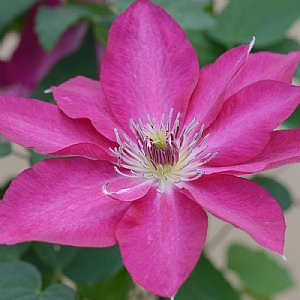 Clematis 'Tekla'