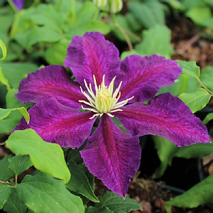 Clematis 'The Vagabond'