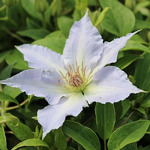 Clematis 'Tranquilite'