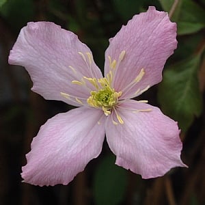 Clematis montana 'Vera'