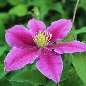 Clematis 'Vicki'