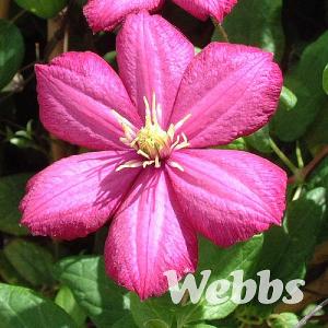 Clematis 'Ville De Lyon'