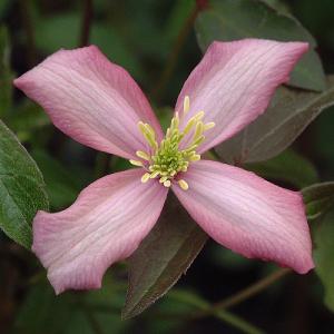 Clematis montana 'Warwickshire Rose'